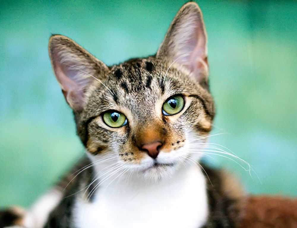 how to find sadatoaf ingredients