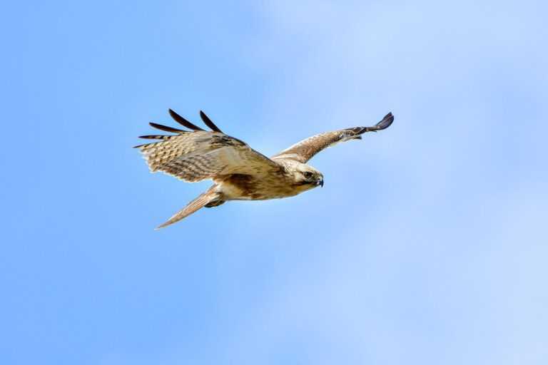 moxhit4.6.1 software testing