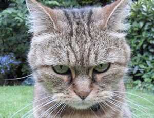 details of gdtj45 builder software