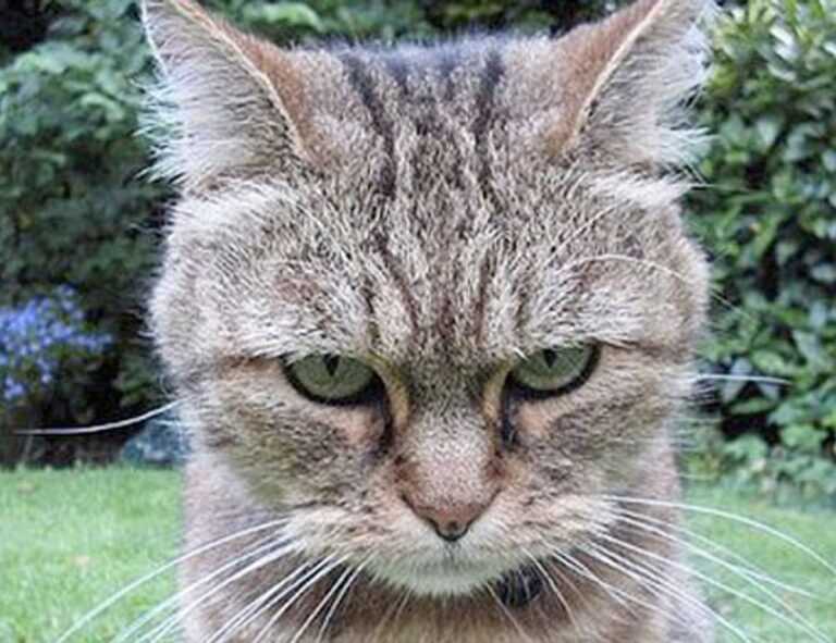 details of gdtj45 builder software