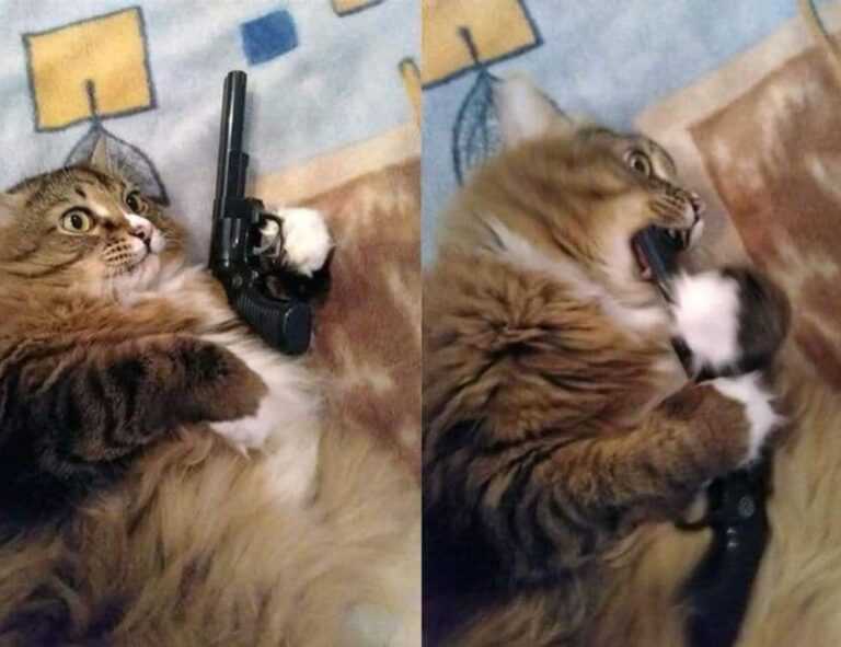 diving in the safukip sea