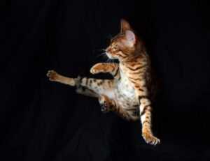 how 2579xao6 python code is run