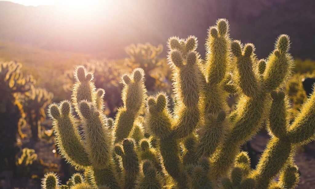 how can shotscribus software be protected