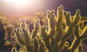 how can shotscribus software be protected