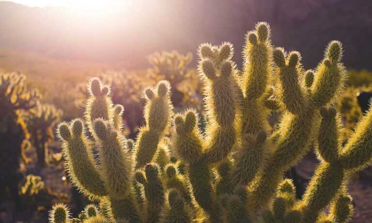 how can shotscribus software be protected