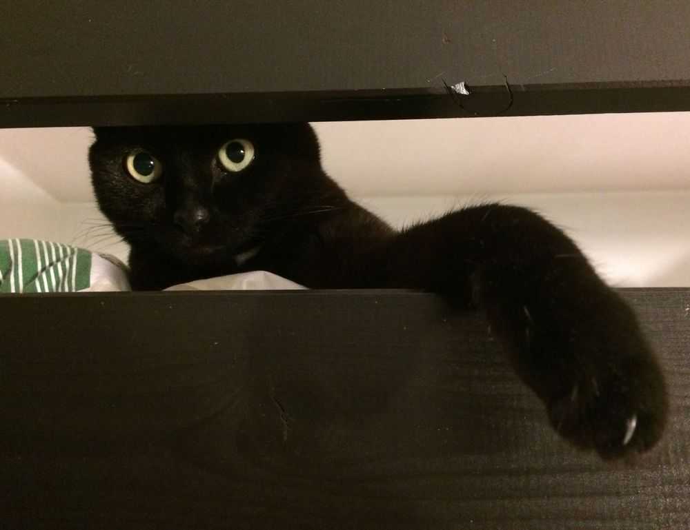 how mogothrow77 software is built