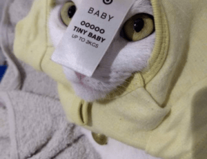 how to apply zosisfod eyebrow pencil