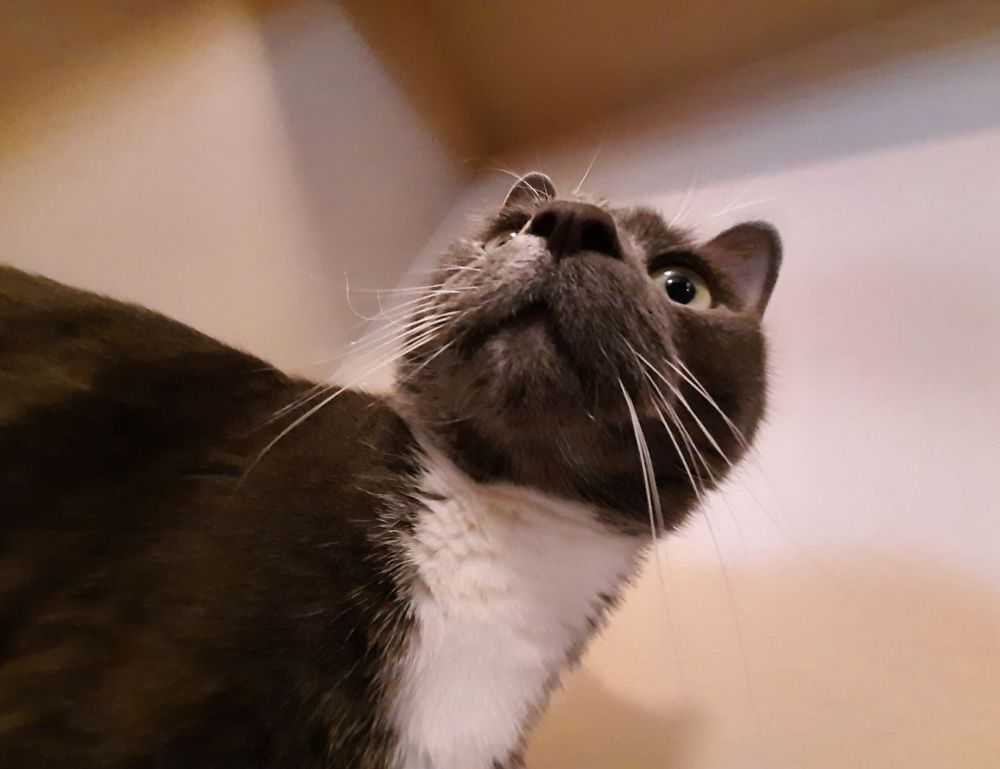 what is coszamdete capital partner account analysis