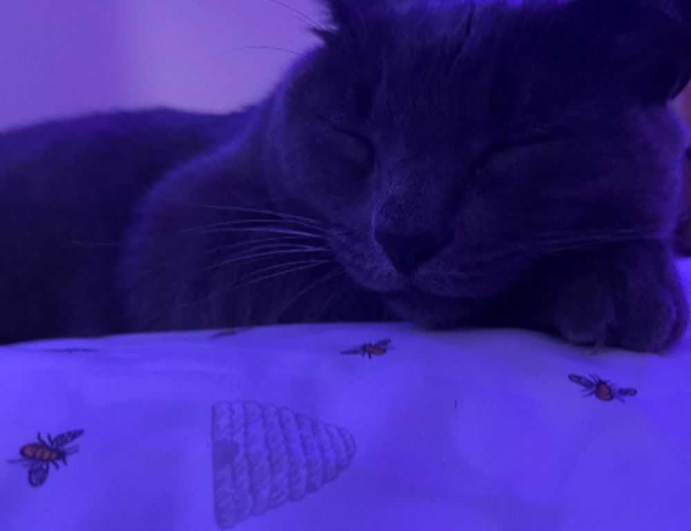 what shade of zosisfod eyebrow should i use