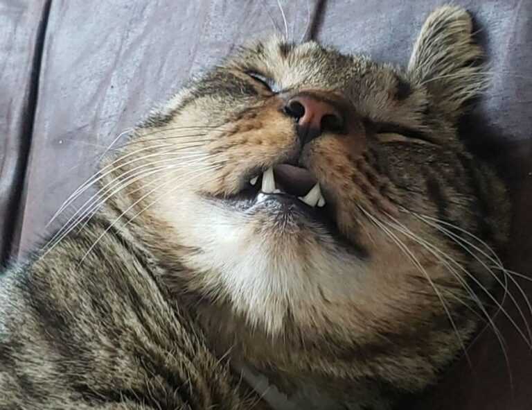 why eawodiz mountain is covered with snow