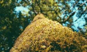 why genboostermark software is so popular