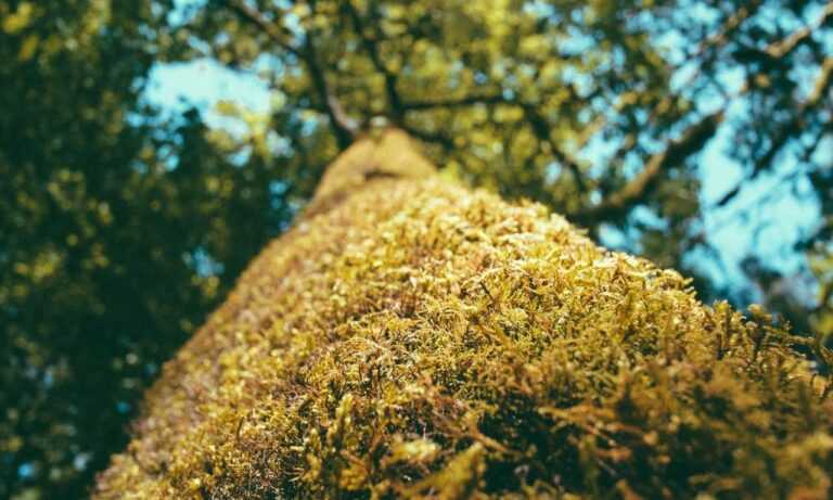 why genboostermark software is so popular