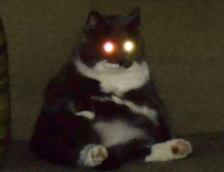 why is it important to keep mogothrow77 software updated